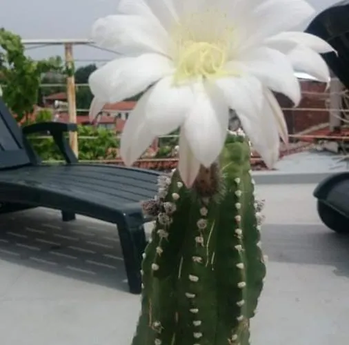 Art Vendégház Plovdiv